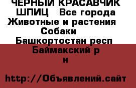 ЧЕРНЫЙ КРАСАВЧИК ШПИЦ - Все города Животные и растения » Собаки   . Башкортостан респ.,Баймакский р-н